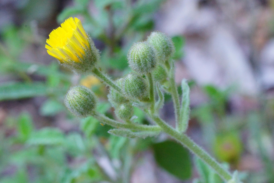 Andryala integrifolia